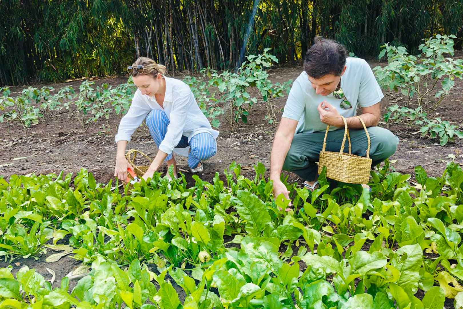 raga-svara-ekajiva-vegetable-medicinal-garden-1