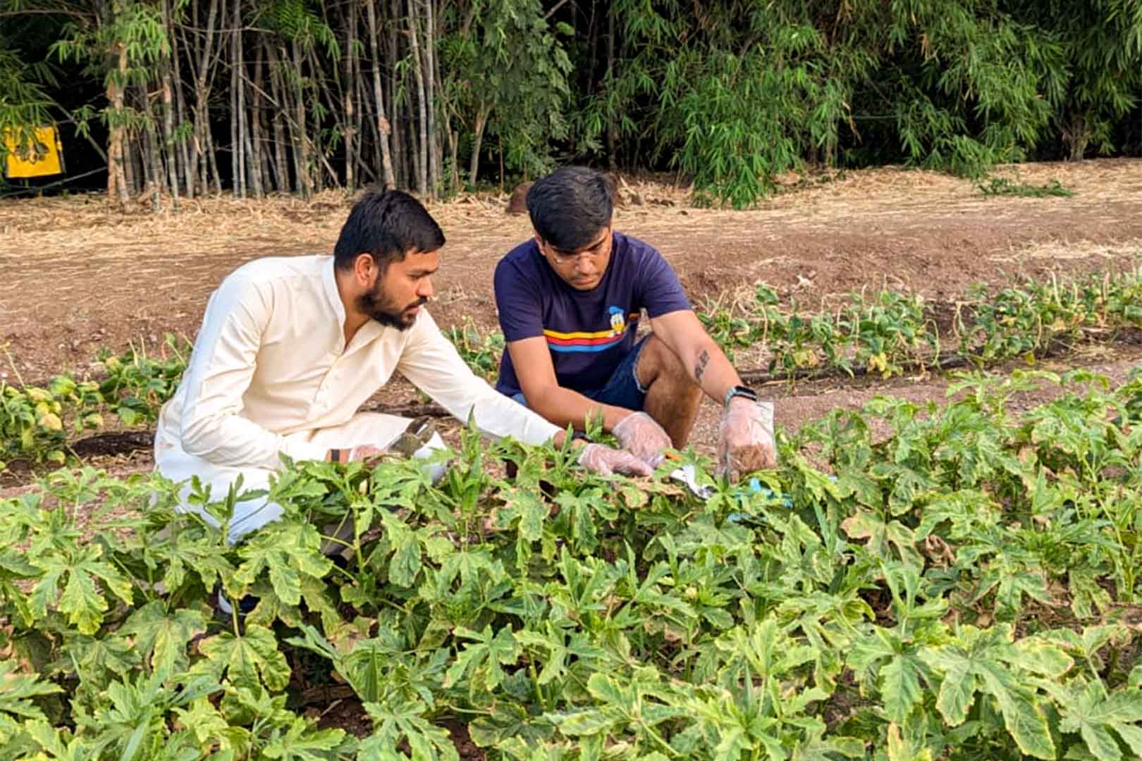 raga-svara-ekajiva-vegetable-medicinal-garden-3