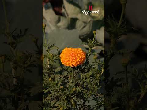 The beauty of Raga Svara campus